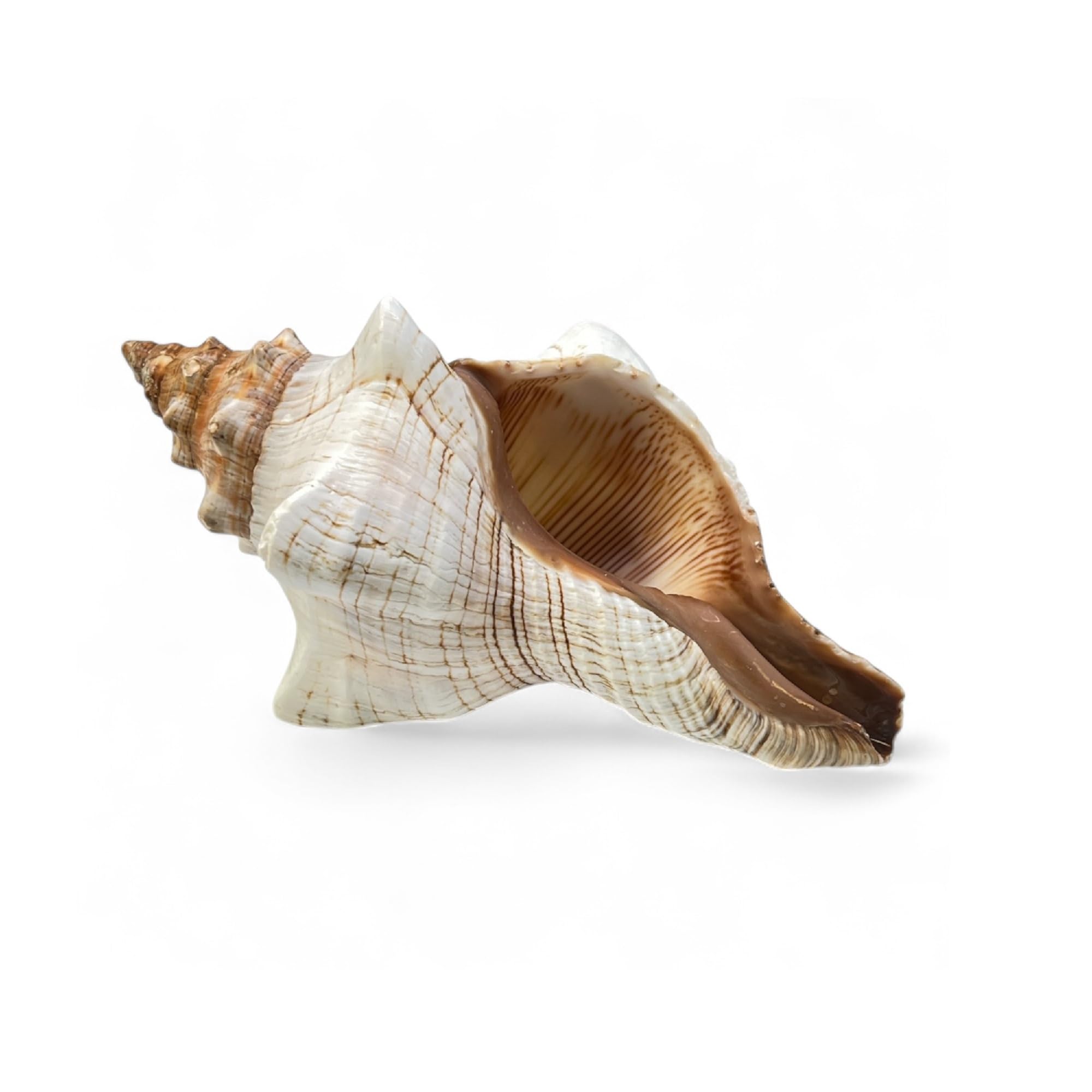 Real Shells