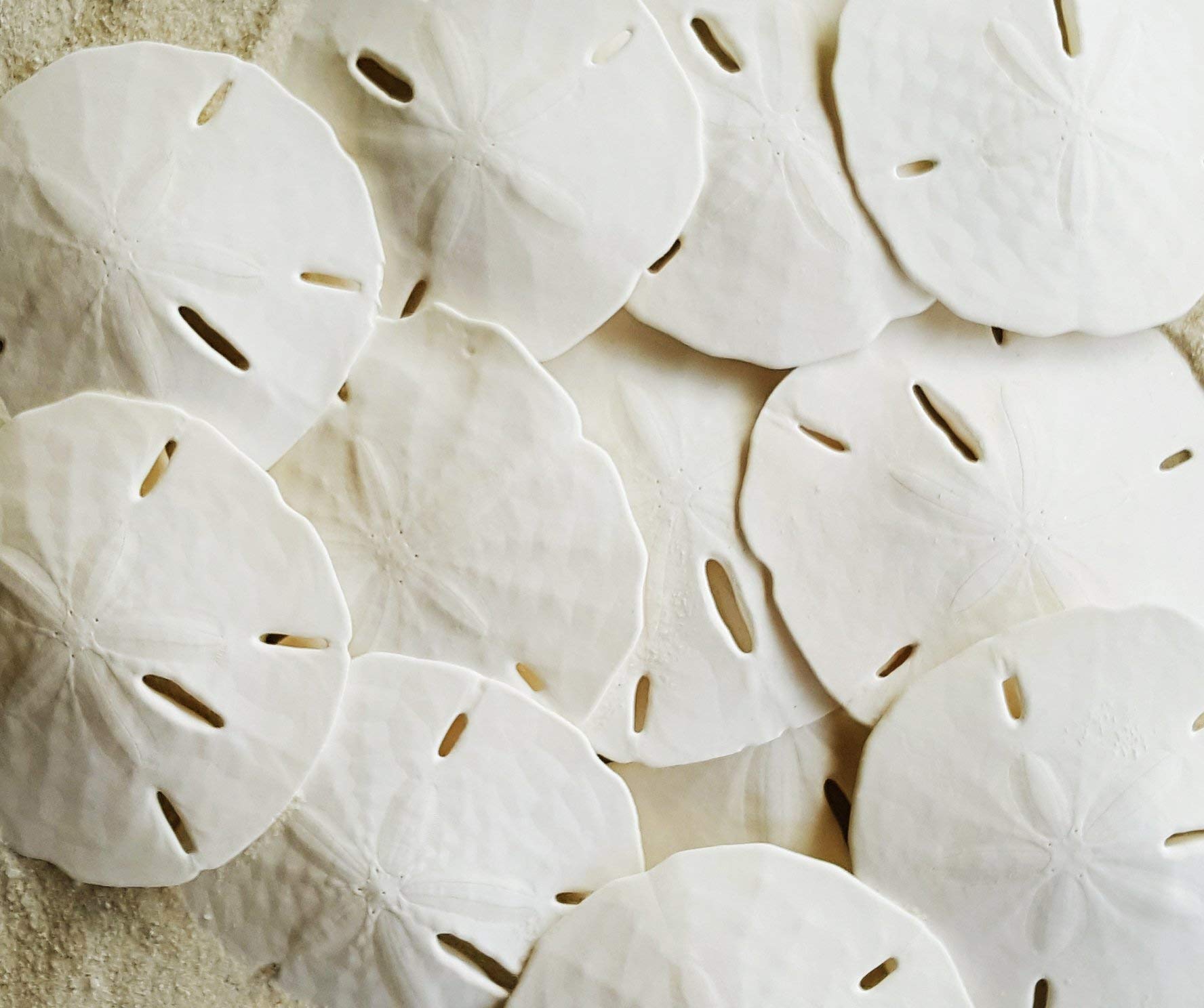 Blog - 5 Sand Dollar Craft Ideas
